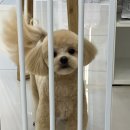 땡글하개 이미지