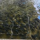 물고기태양광발전소 이미지