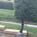 형님저예요 이미지