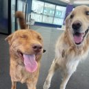 플레이독 애견유치원 이미지