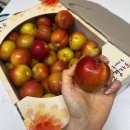 도담농장 | 농라 상주이장님농장 도담자두 구매후기