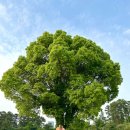 포레스트 캣호텔 이미지