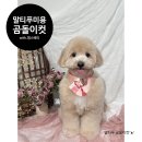 댕스베리 이미지