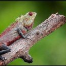 치아살리기 드림365치과의원 이미지