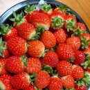 요즘 제철 딸기 strawberry 이미지