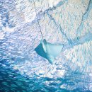 아쿠아플라넷 제주 이미지