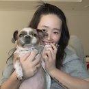 우신펫샵 | 강서구 애견미용 우신 펫샵 / 삼둥이들 미용하고왔어요~