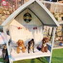 강아지스푼 이미지