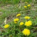 원주굽이길 13코스 구학산둘레숲길 이미지