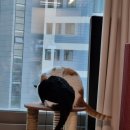 자매캣 이미지