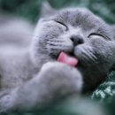 그루밍샵 이미지