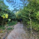 정남진테마숲 이미지