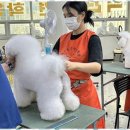 베스트 의정부 애견 미용학원 이미지