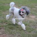 아리랑밸리켄넬 이미지