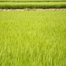 조양곡물 이미지