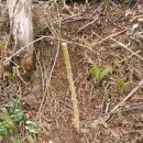 고능말로 이미지