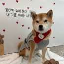 놀러오개 애견유치원 애견호텔 이미지