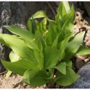 다마내기 이미지