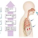 갈비뼈 금갔을때 증상 및 치료 : 늑골 골절 이미지