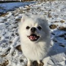 멍글멍글 강아지유치원 | [청주] 애견 동반 글램핑장 "멍글멍글펫글램핑"|소형견 10동 후기