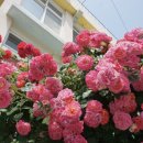 남명초등학교 담장  이미지