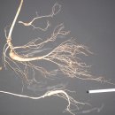 고려산삼 이미지