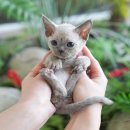 옥천동물병원 | 옥천고양이무료분양 여러 곳 비교해서 선택한 곳