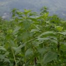 현제농장 이미지