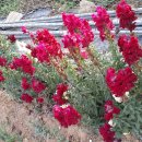 분홍 농장 이미지