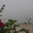 콩돌해변 Daum카페