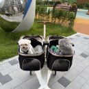 강아지song | 강아지 유모차 노견 필수템 이동캐리어 송편이네 트윈유모차 개모차 내돈내산 실사용후기