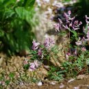 각시괴불주머니Corydalis edulis Maxim(양귀비과 현호색속) 이미지