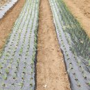 백천농장 이미지