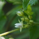 산딸기속 Rubus saxatilis L. 이미지