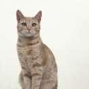 모란동물병원 이미지