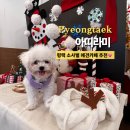 아띠라미 | 평택 소사벌 애견카페 '아띠라미' 산책 못할땐 평택 애카 추천 !