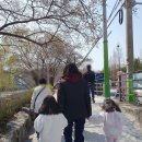 충훈2교 | [벚꽃 명소 추천]안양 충훈부 벚꽃 구경 및 가족 나들이 후기