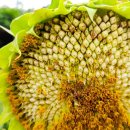 노화해바라기 이미지