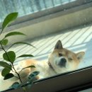 애견호텔 이미지