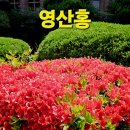 경북대학교 의학전문대학원 | [대구여행] 경북대학교병원(본원) 화단에 사적423호 탈모증 고혈압에 쓰이고 감탄사가 절로나오는 대구...