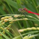 고추잠자리 이미지