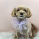 그루밍아지 이미지