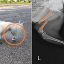 개ST하우스 이미지