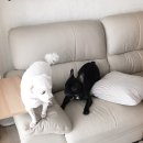 요미야 놀자 이미지