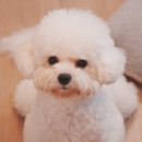 메리몰펫샵 안락점 네이버블로그