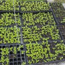 하늘농장3 이미지