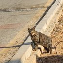 까망이 | 까망이의 구내염수술후기