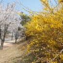 고향의봄길 이미지