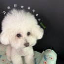 고색애견 이미지