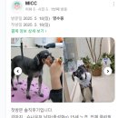마이온펫